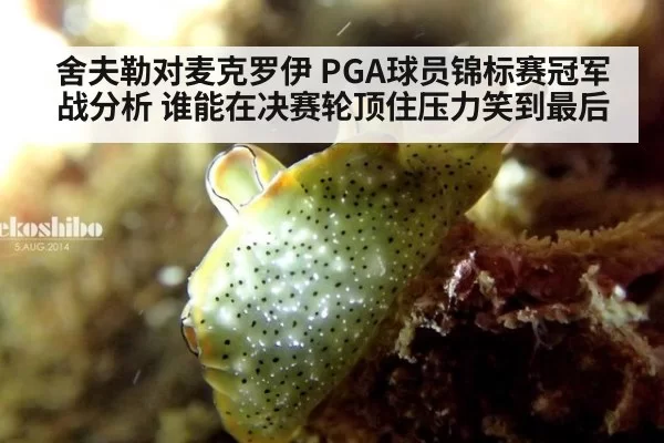 舍夫勒对麦克罗伊 PGA球员锦标赛冠军战分析 谁能在决赛轮顶住压力笑到最后